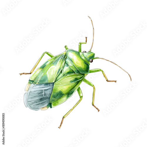 Tableau sur toile A watercolor isometric illustration of Aphid, cleanly isolated on white background