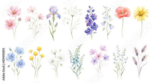 Beautiful Watercolor Meadow Flowers Set isolated on transparent background	