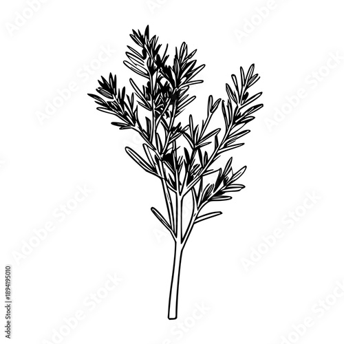 Minimalist single weight line drawing of a fresh tarragon sprig, a delicate culinary herb, isolated on white with a simple and clean aesthetic for food and cooking designs