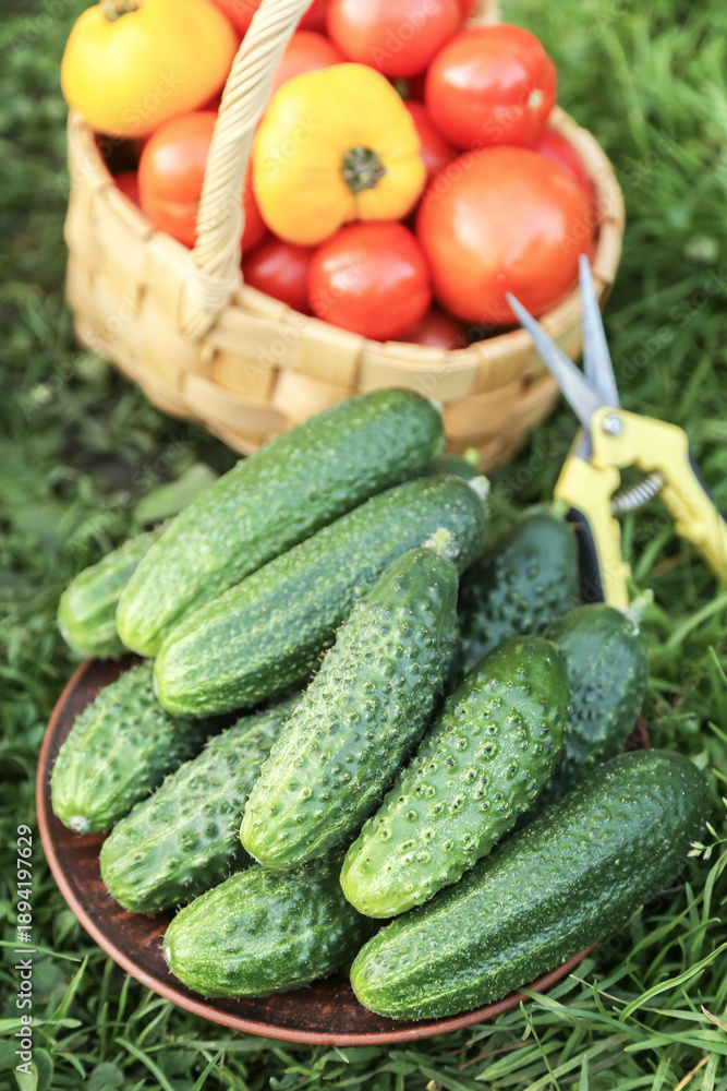 custom made wallpaper toronto digitalOrganic summer cucumber and tomato vegetables harvest in garden. Harvesting cucumbers and tomatoes close up on green grass