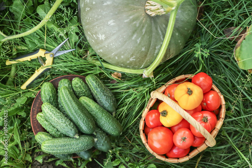 Wallpaper Mural Fresh summer vegetables harvest in green grass on garden bed top view background texture. Harvesting Organic cucumber, freshly harvested tomato in garden with pumpkin Torontodigital.ca