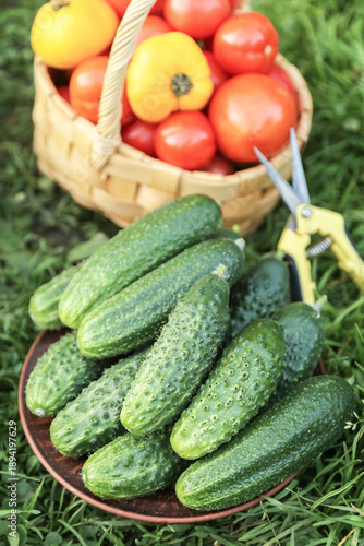 Wallpaper Mural Organic summer cucumber and tomato vegetables harvest in garden. Harvesting cucumbers and tomatoes close up on green grass Torontodigital.ca