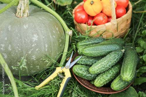 Wallpaper Mural Fresh summer vegetables harvest on garden bed in sunlight close up. Harvesting Organic cucumber, freshly harvested tomato in garden with pumpkin Torontodigital.ca