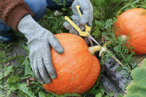 Wallpaper Mural Farmer hands in gloves harvesting orange pumpkin, outdoors on garden bed in garden close up. Organic gardening, growing pumpkin vegetables Torontodigital.ca