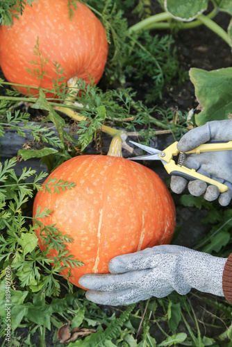 Wallpaper Mural Farmer hands with scissors harvesting orange pumpkin, outdoors on garden bed in garden close up. Organic gardening, growing pumpkin vegetables Torontodigital.ca