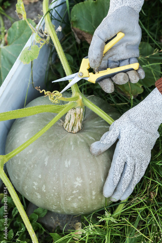 Wallpaper Mural Farmer hands in gloves with scissors harvesting green pumpkin, outdoors on garden bed in garden close up. Organic gardening, growing pumpkin vegetables Torontodigital.ca