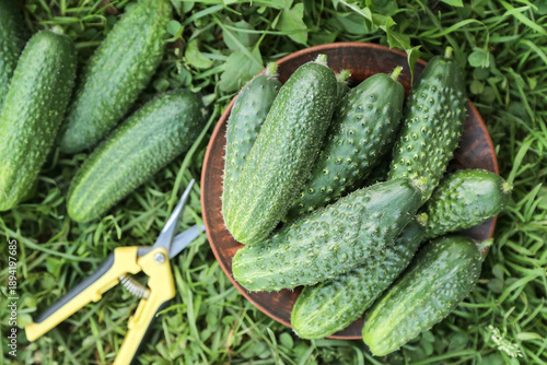 Wallpaper Mural Green organic cucumber harvest in garden. Harvesting with scissors heap of cucumbers on green grass close up top view. Vegetables background texture Torontodigital.ca