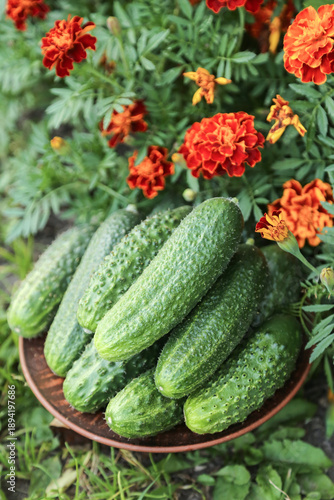 Wallpaper Mural Fresh cucumbers close up. Green organic cucumber harvest on grass in garden with marigold flowers Torontodigital.ca