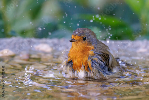 Rotkehlchen (Erithacus rubecula)
