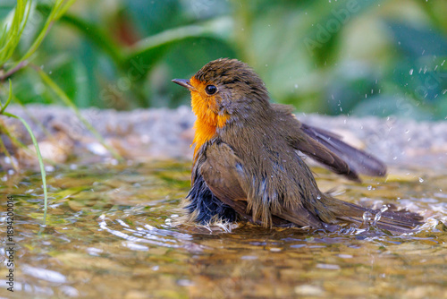 Photos Rotkehlchen (Erithacus rubecula)