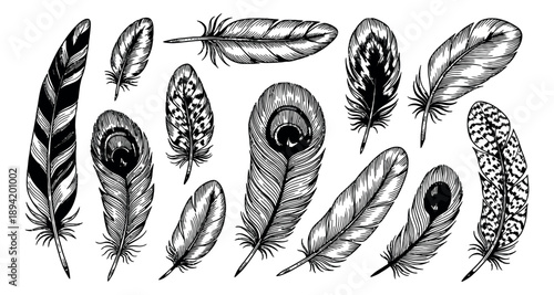 Hand drawn line art feather set featuring various bird plumes for bohemian decoration