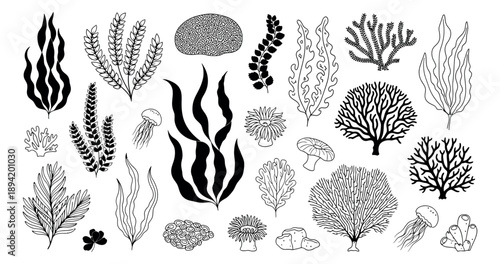 Hand drawn line art marine elements set featuring seaweed, corals, and jellyfish for ocean-themed designs