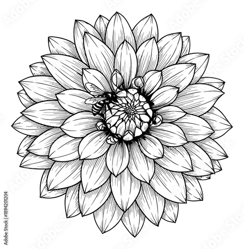Hand drawn line art illustration of a dahlia flower depicting a bee collecting nectar for floral designs