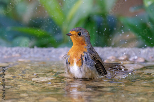 Rotkehlchen (Erithacus rubecula)