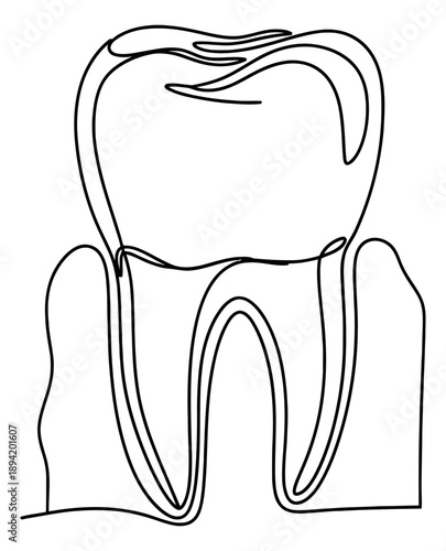 Minimalist hand drawn single line art illustration of a tooth depicting dental anatomy for dentistry concepts