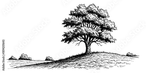Hand drawn line art illustration of a tree on a grassy hill depicting a peaceful natural landscape scene for nature and outdoor themes