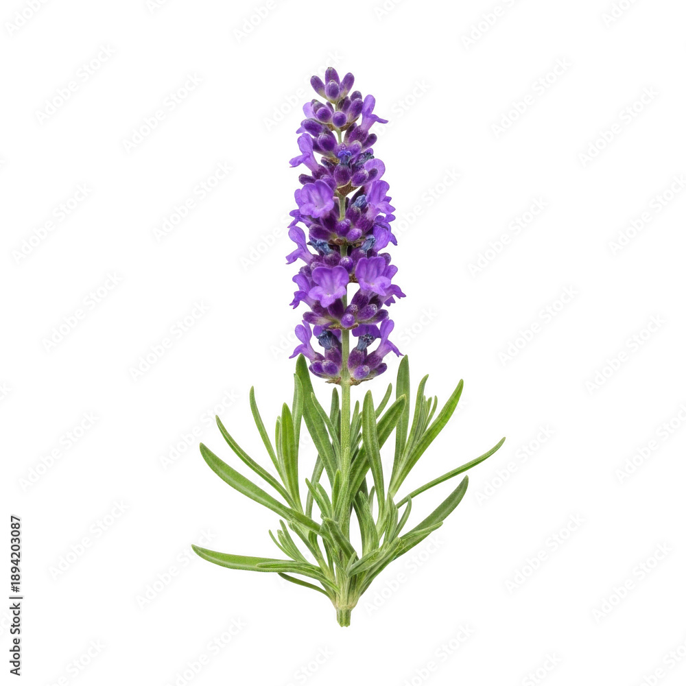 Obraz premium Purple flower with green leaves isolated on transparent background