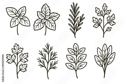 Herbs linear icon set. featuring basil, mint, rosemary, parsley, cilantro, dill, sage, and bay leaf symbols