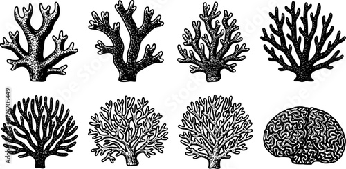 woodcut illustration of branching coral structure