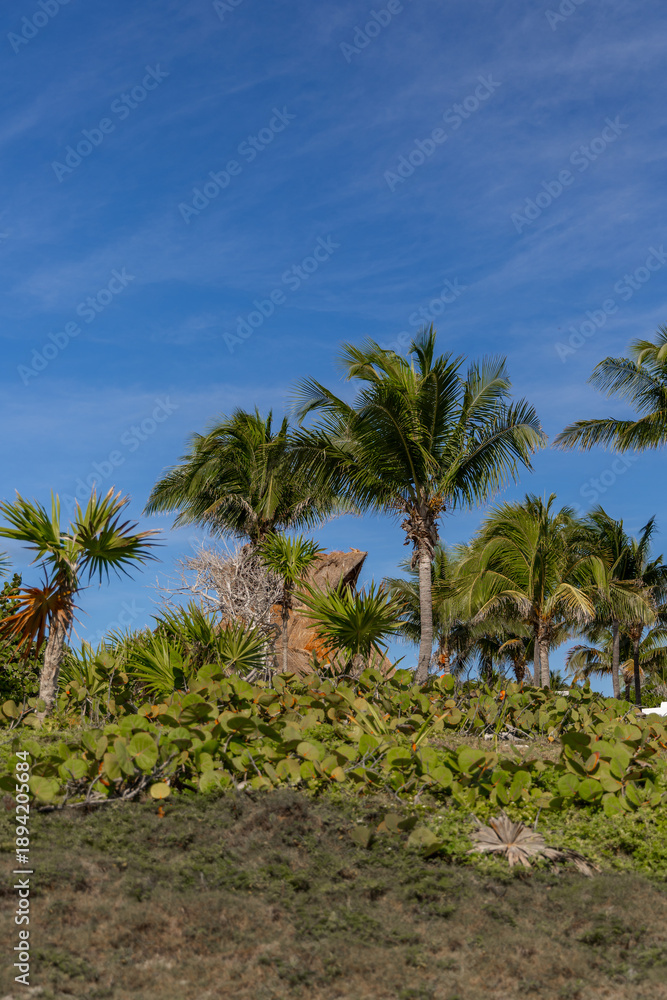 custom made wallpaper toronto digitalBlue Sky with Tropical Trees and Open Space for Text Overlay