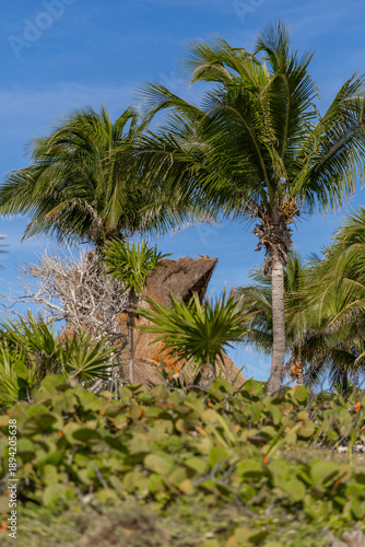 Wallpaper Mural Palm Canopy Framed Against Tropical Sky with Resort Rooflines Torontodigital.ca