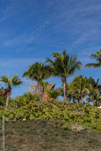 Wallpaper Mural Blue Sky with Tropical Trees and Open Space for Text Overlay Torontodigital.ca