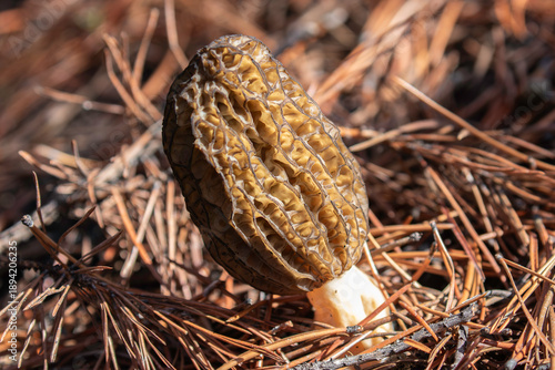 Morel mushroom in the forest