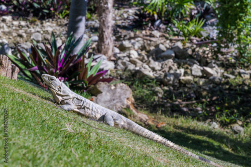 Iguana Sunbathing on Grassy Hill with Tropical Plants in Background