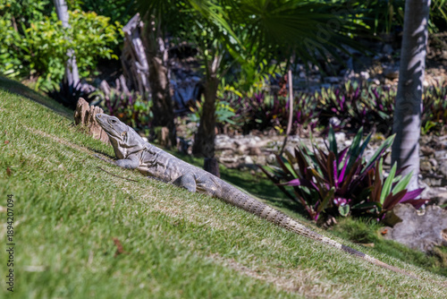 Iguana Sunbathing on Grassy Hill with Tropical Plants in Background