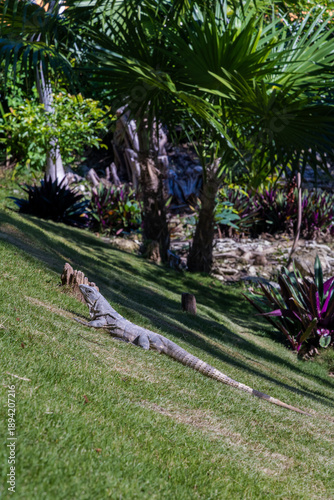 Iguana Sunbathing on Grassy Hill with Tropical Plants in Background