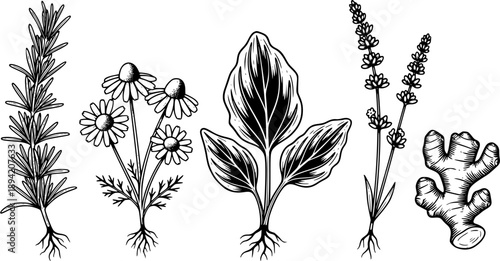 Woodcut Illustration of Healing Herbs