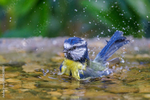 Blaumeise (Cyanistes caeruleus)