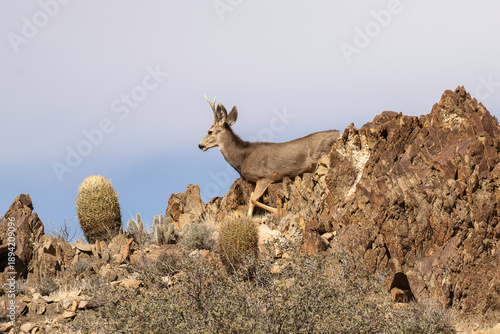 Mule deer buck in the Nevada desert