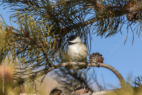 Black-capped chickadee in a pine tree