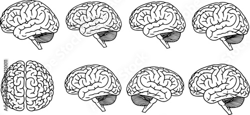 Human brain side view Isolated vector illustration brain doodle