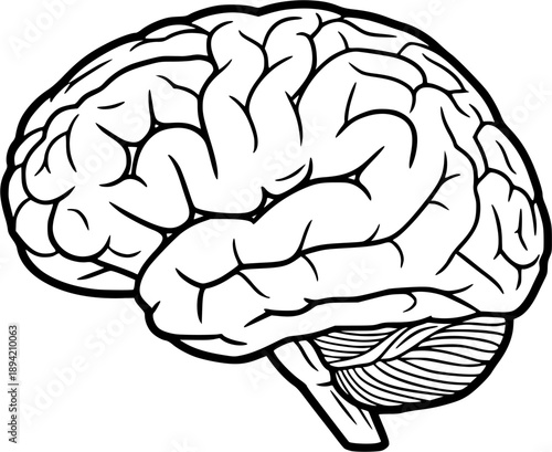 Human brain side view Isolated vector illustration brain doodle