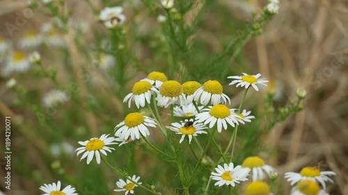 Close-Up of Daisy (Bellis perennis) in a Field in Summer, Natural Floral Background