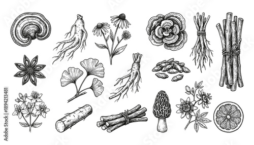 Herbal Medicine Illustration Set with Medicinal Plants Roots and Mushrooms in Vintage Engraving Style for Holistic Health and Wellness