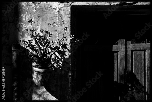 Fototapeta Maceta proyectando sombras en fachada antigua
