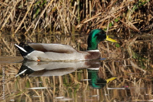 Stockente (Anas platyrhynchos) Männchen