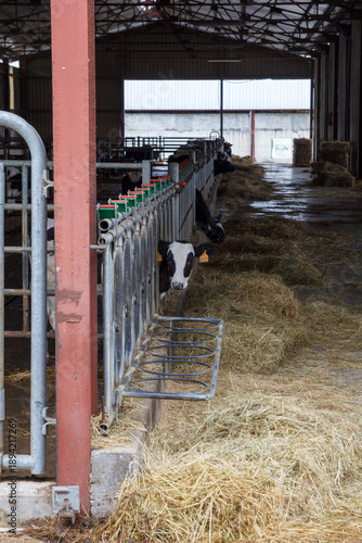 Irurzun, Spain - November 3, 2013. Dairy cows in a barn, lined up in metal pens while being fed hay. It is an organized livestock and agricultural production environment.