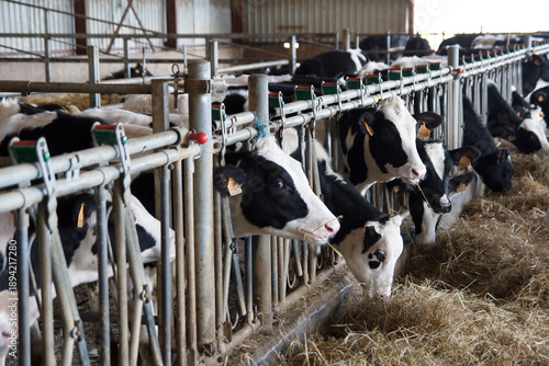 Irurzun, Spain - November 3, 2013. Dairy cows in a barn, lined up in metal pens while being fed hay. It is an organized livestock and agricultural production environment.