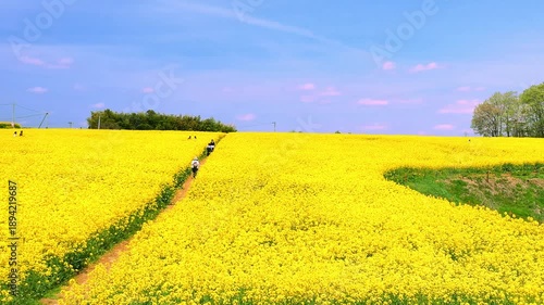 三本木菜の花畑（ひまわりの丘）【宮城県大崎市三本木】