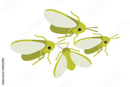 Green Insects with Large Wings