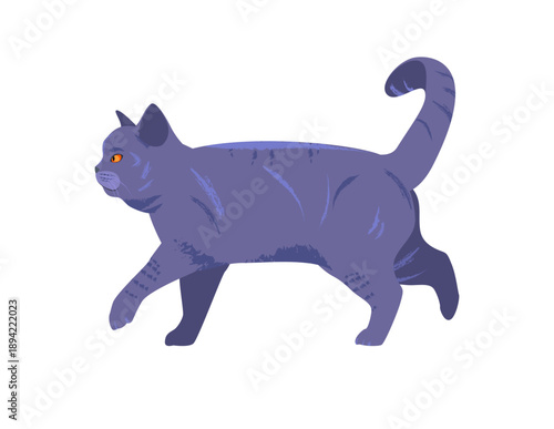 British Shorthair Cat. Posture 03