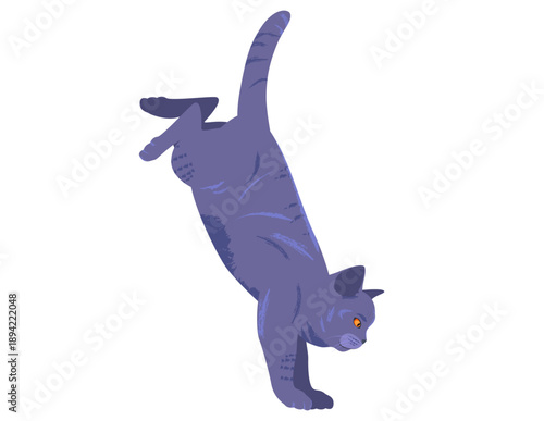 British Shorthair Cat. Posture 06