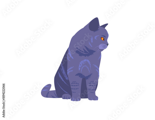 British Shorthair Cat. Posture 01