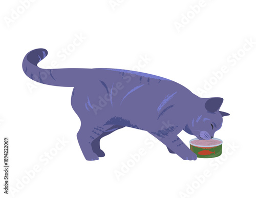 British Shorthair Cat. Posture 05