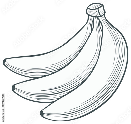 Hand drawn bunch of bananas sketch. Engraving style retro fruit illustration isolated.