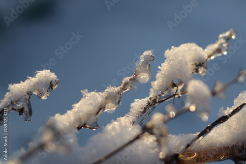 Snow and ice melt on a jasmine branch in the warm sunlight.
